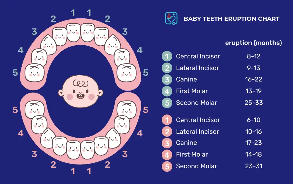 Baby Teeth Eruption Chart
