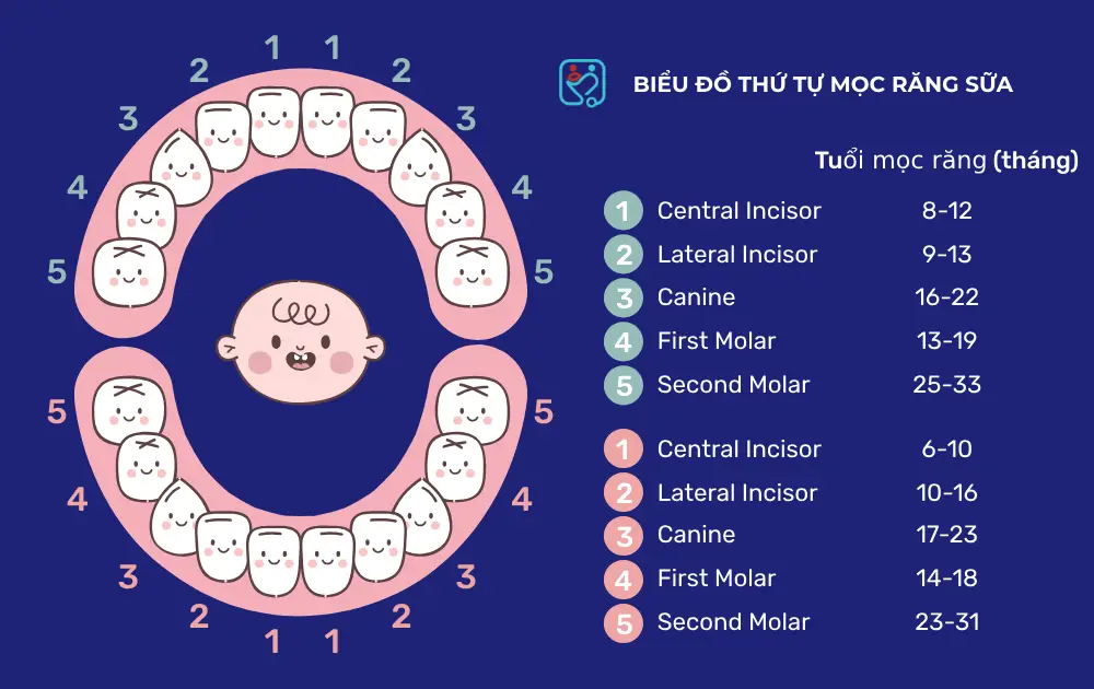 Biểu Đồ Thứ Tự Mọc Răng Sữa