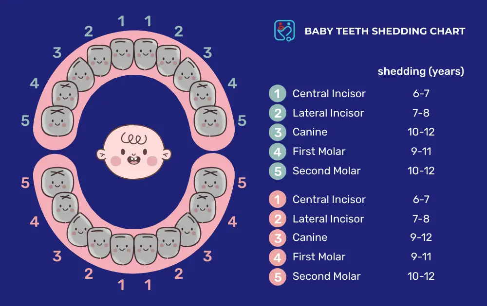 Baby Teeth Shedding Chart